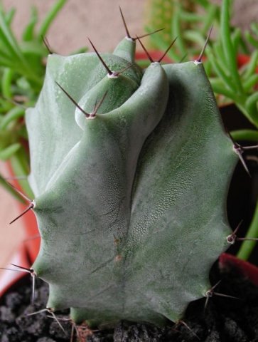 Stenocereus_pruinosus